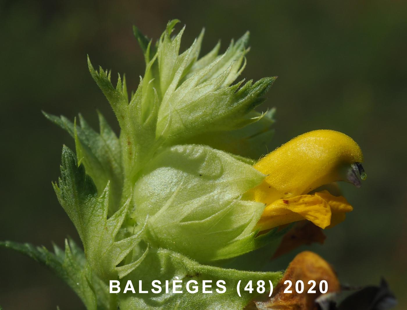 Yellow Rattle, (Mediterranean) flower